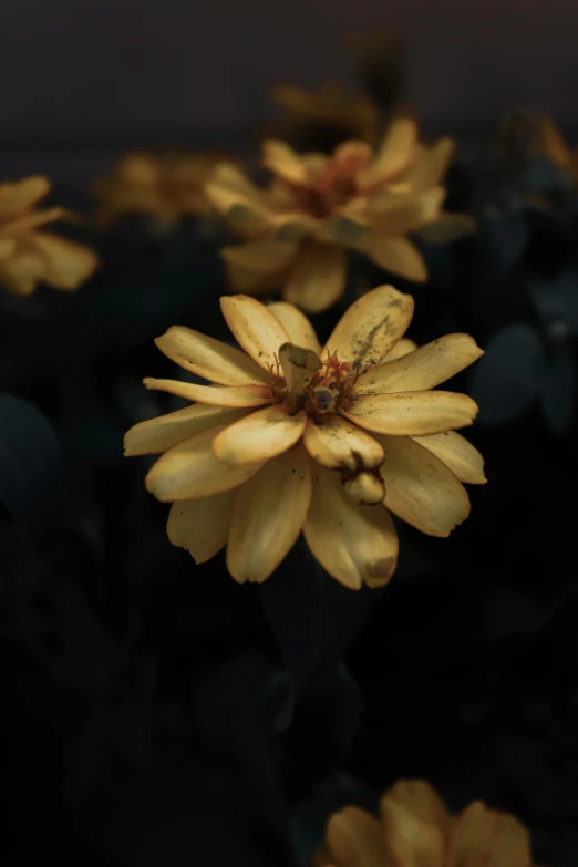 a close up of a bunch of yellow flowers, a picture, inspired by Elsa Bleda, trending on unsplash, dark hues, shot on sony alpha dslr-a300, made of dried flowers, color image