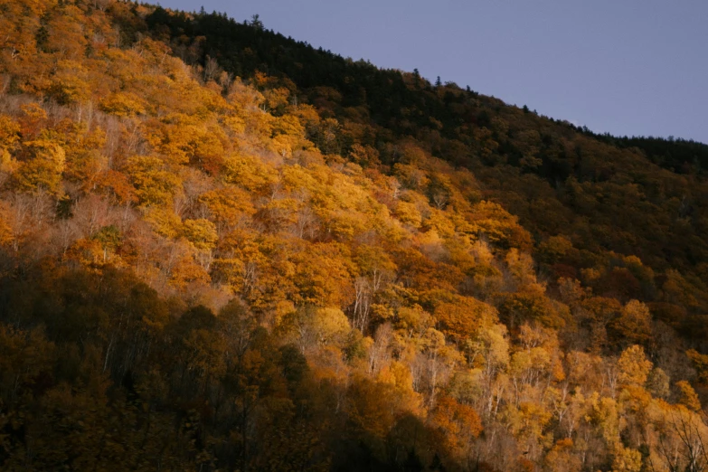 a group of sheep standing on top of a lush green hillside, by Jessie Algie, unsplash contest winner, hudson river school, maple trees with fall foliage, shiny layered geological strata, new hampshire mountain, 2 5 6 x 2 5 6 pixels