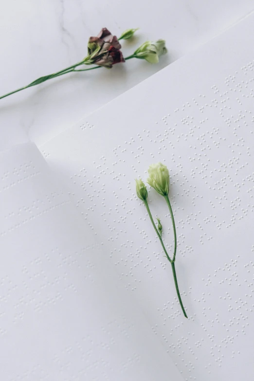 a single flower sitting on top of a piece of paper, white freckles, detailed product shot, embossed, sprouting