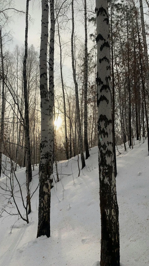 a person riding skis down a snow covered slope, inspired by Ivan Shishkin, unsplash, romanticism, birch trees, at sunrise in springtime, ((trees)), grey