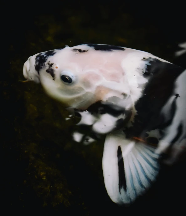 a black and white koi fish swimming in a pond, a macro photograph, unsplash, albino dwarf, ultra detailed”