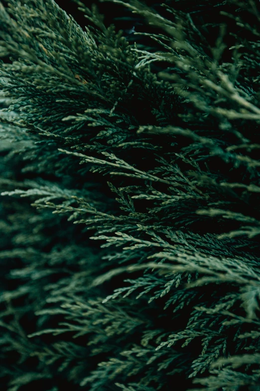 a close up of a pine tree with green leaves, inspired by Elsa Bleda, unsplash, ( ( dark green, full frame image, rose of jericho, digitally enhanced