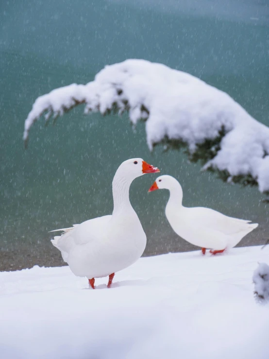 two white ducks standing next to each other in the snow, pexels contest winner, romanticism, snowy fjord, subject= duck, award winning color photo, tourist photo