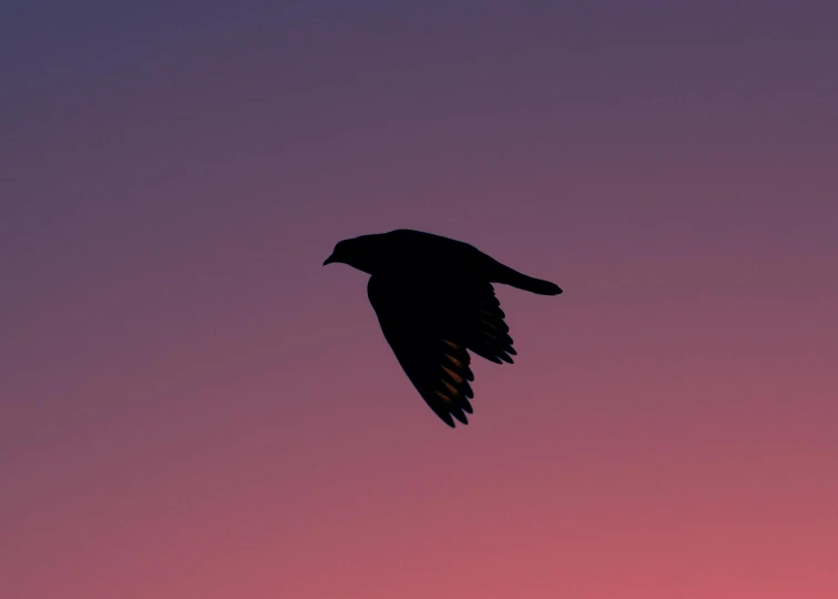 a bird flying in the sky at sunset, an album cover, by Paul Bird, pexels contest winner, minimalism, hawk, midnight, pink, hunting