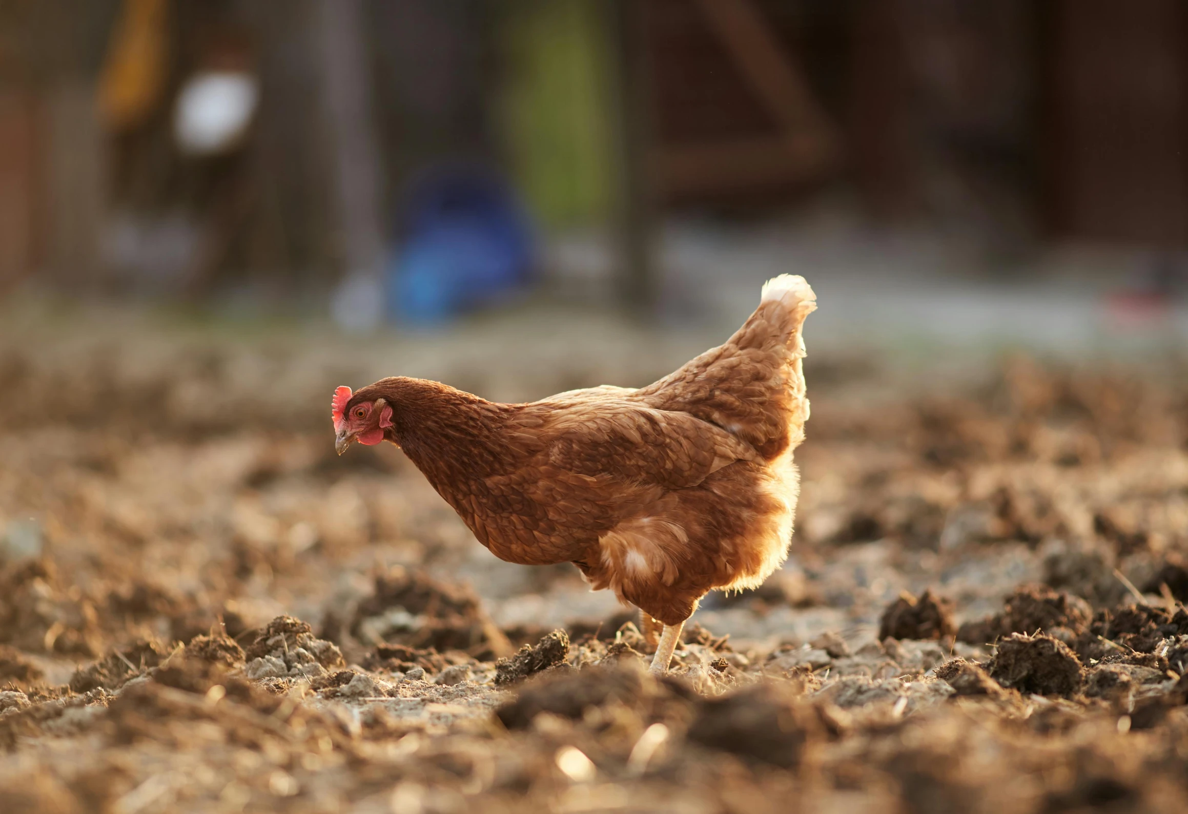 a brown chicken standing on top of a dirt field, unsplash, renaissance, getty images, 1 female, warm glow coming the ground, 15081959 21121991 01012000 4k