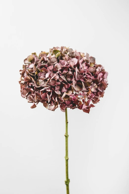 a close up of a flower in a vase, maroon, an isolated hydrangea plant, faded pink, 3/4 front view