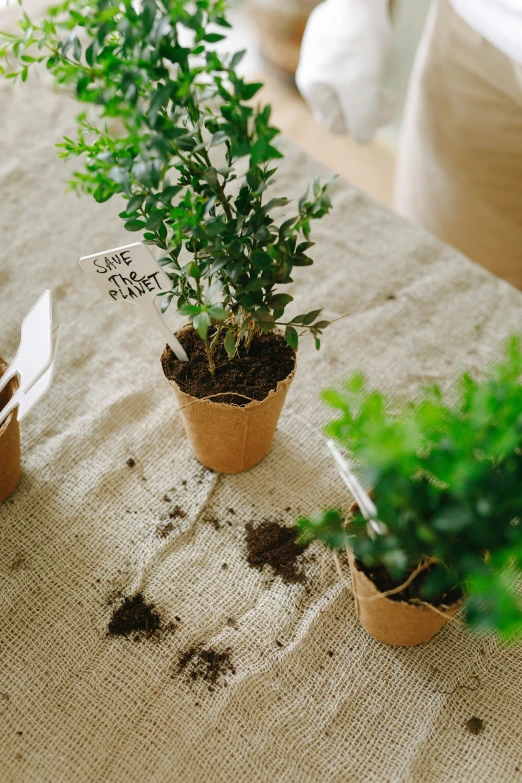 a couple of potted plants sitting on top of a table, inspired by Joseph Beuys, environmental art, brown paper, celebration of coffee products, sweet acacia trees, place setting