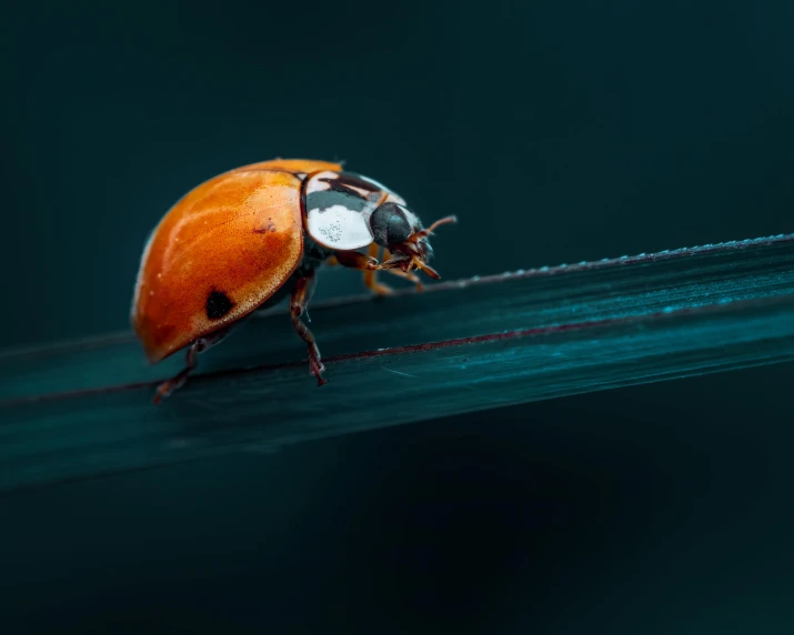 a ladybug sitting on a blade of grass, a macro photograph, by Adam Marczyński, trending on pexels, art photography, orange and teal, under a spotlight, scarab, multiple stories