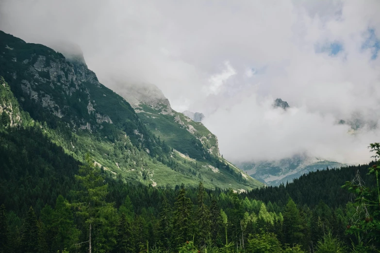 a herd of cattle grazing on top of a lush green hillside, by Emma Andijewska, pexels contest winner, spruce trees on the sides, covered in clouds, grand majestic mountains, slightly pixelated