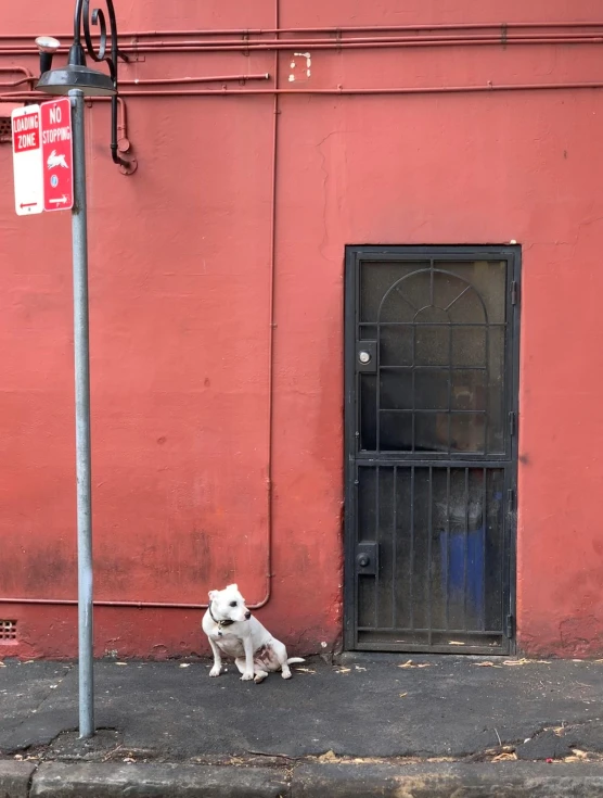 a white dog sitting in front of a red building, a photo, by Gavin Hamilton, north melbourne street, door, low quality photo, smol