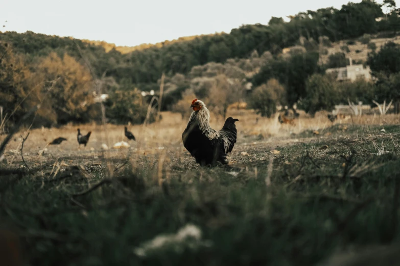 a group of chickens standing on top of a grass covered field, an album cover, by Emma Andijewska, pexels contest winner, black, vsco film grain, evening light, mid-shot of a hunky