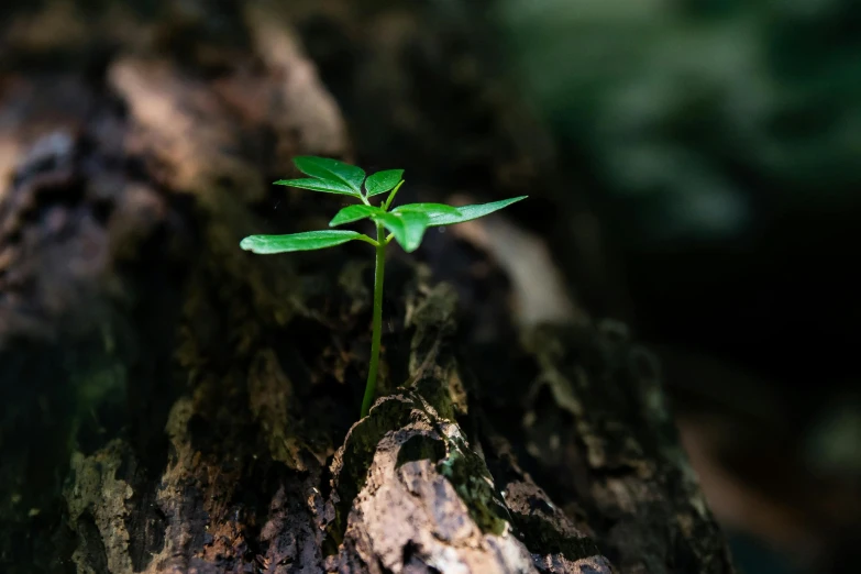 a small plant growing out of a tree stump, unsplash, photosynthesis, multiple stories, an ancient, dug stanat