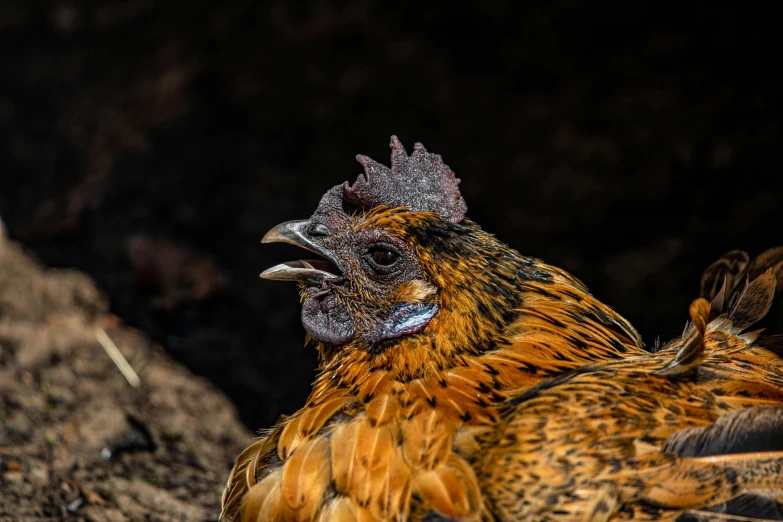 a close up of a chicken laying on the ground, a portrait, by Jan Tengnagel, pexels contest winner, mid 2 0's female, surprised, highly ornamental, front profile shot