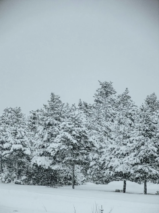 a black and white photo of snow covered trees, by Jaakko Mattila, pexels contest winner, hurufiyya, arrendajo in avila pinewood, color picture, ((trees)), canvas