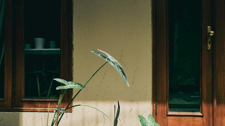 a potted plant sitting in front of a door, a still life, inspired by Elsa Bleda, unsplash, large leaves, reflective windows, background image, botanical herbarium paper