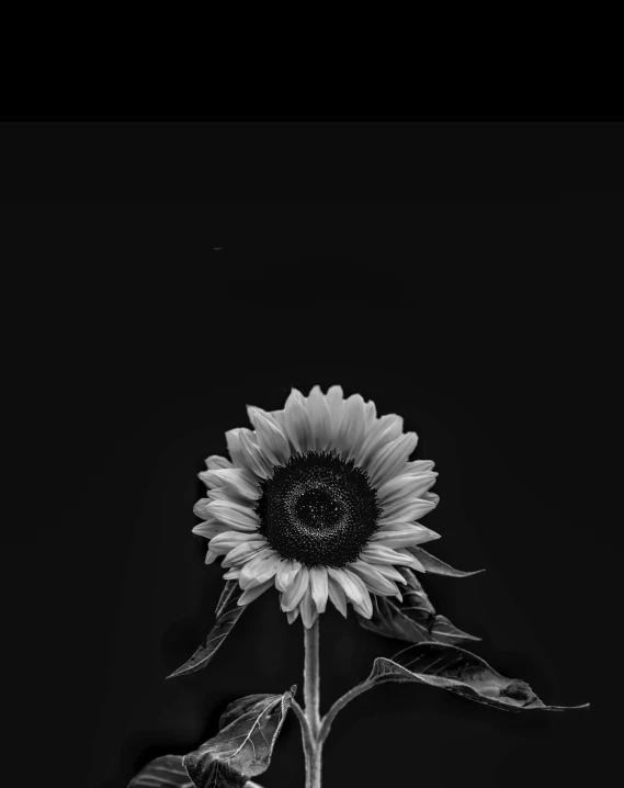 a black and white photo of a sunflower, a black and white photo, by Tadeusz Makowski, unsplash, minimalism, black!!!!! background, ilustration, dark but detailed digital art, instagram photo