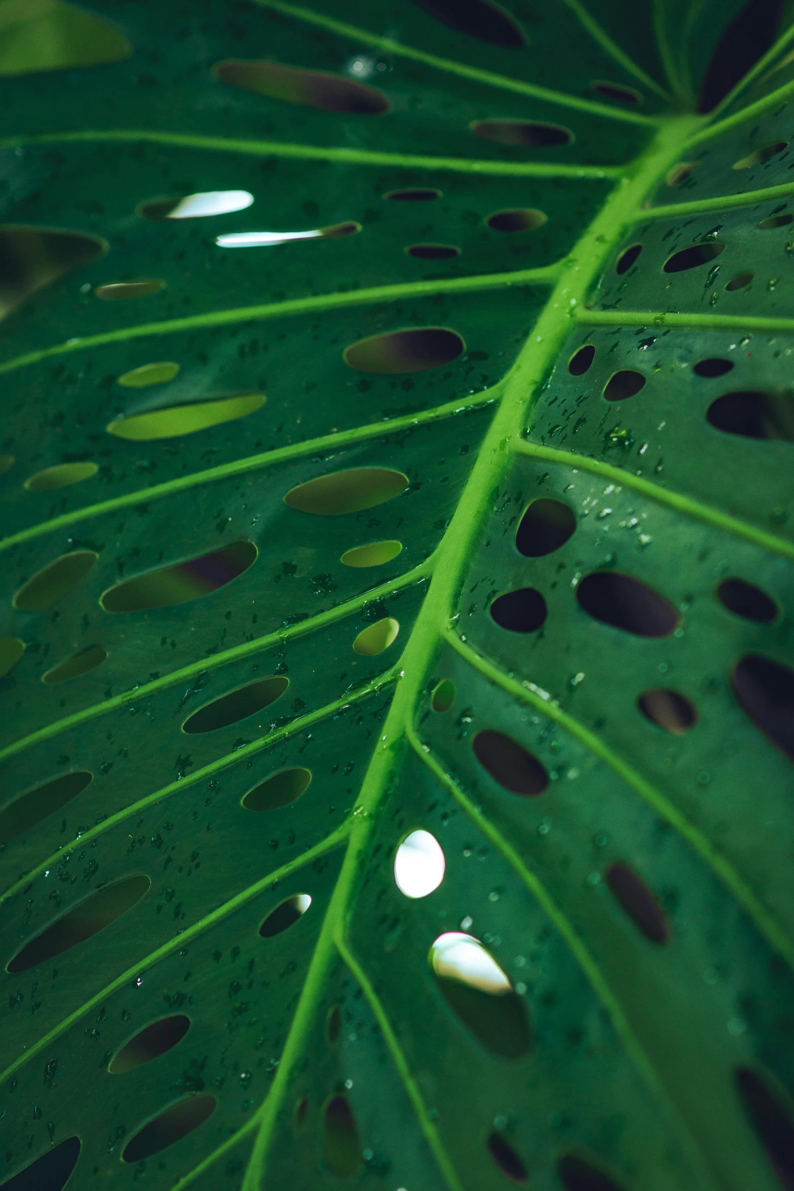 a large green leaf with holes in it, unsplash, tropical atmosphere, multiple stories, organic steel, spotted