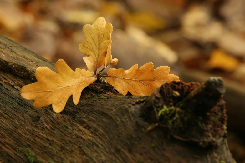 a close up of a leaf on a log, by Andries Stock, pexels contest winner, autumn colour oak trees, no words 4 k, ocher, root system