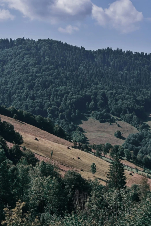 a herd of cattle standing on top of a lush green hillside, inspired by Károly Markó the Elder, pexels contest winner, renaissance, black forest, panorama distant view, taken with kodak portra, fir trees