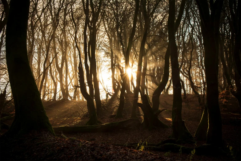 the sun is shining through the trees in the woods, by Julian Allen, pexels contest winner, romanticism, backlit, ents