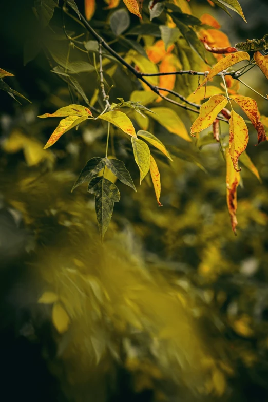 a close up of leaves on a tree, yellow mist, cinematic colour grading, multicoloured, a green