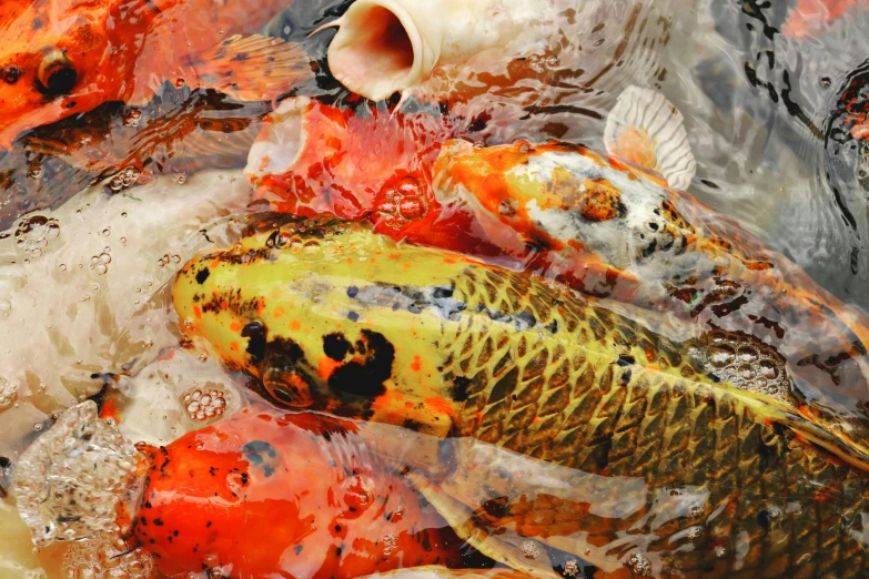 a group of koi fish swimming in a pond, unsplash, hyperdetailed photorealism”, demur, instagram photo, 2000s photo