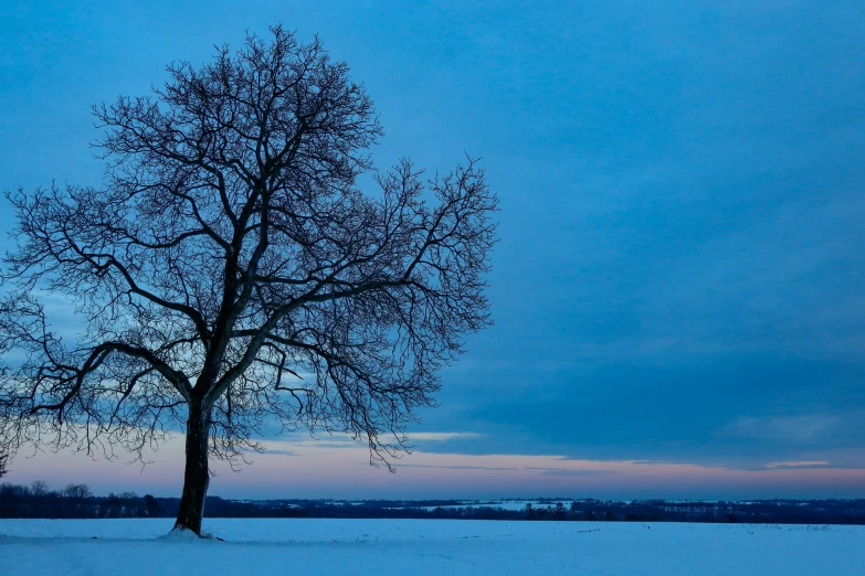 a lone tree in the middle of a snow covered field, art photography, blue hour, plain uniform sky, light blues, foreground