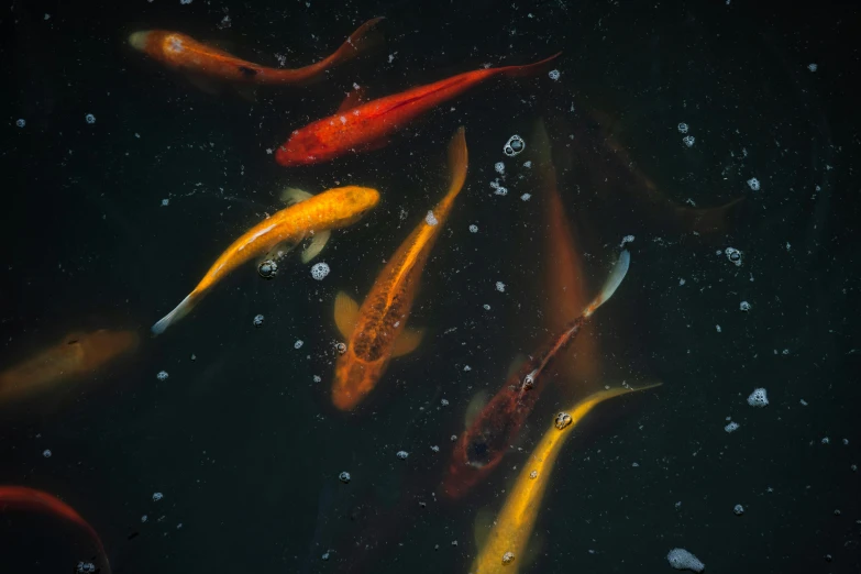 a group of koi fish swimming in a pond, an album cover, by Matt Cavotta, trending on unsplash, hurufiyya, alessio albi, dark oranges reds and yellows, 15081959 21121991 01012000 4k, lo fi