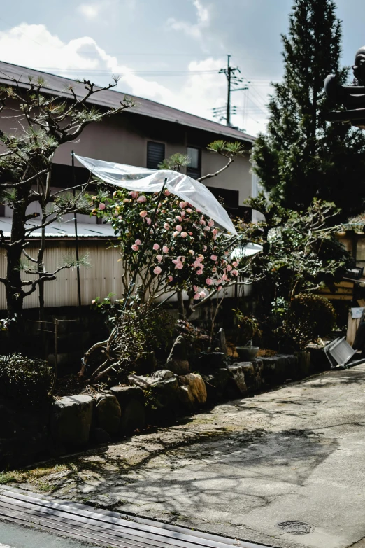 a man riding a skateboard up the side of a ramp, a statue, by Katsukawa Shun'ei, unsplash, shin hanga, in a garden of a house, covered in transparent cloth, onsen, blossoming
