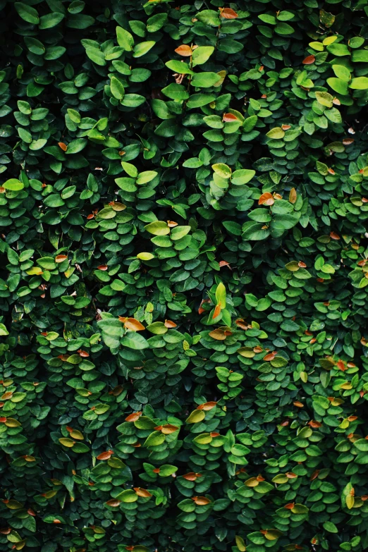 a red fire hydrant sitting in front of a lush green wall, a digital rendering, inspired by Elsa Bleda, trending on pexels, hurufiyya, made of leaves, photograph from above, camouflage, patterned