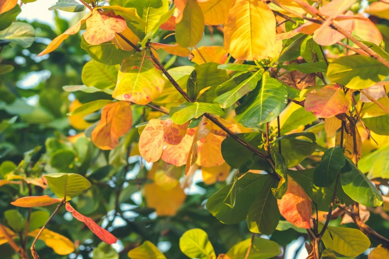 a bird sitting on top of a tree branch, trending on pexels, multicolored weed leaves, fig leaves, shades of aerochrome gold, mangrove trees