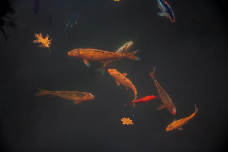 a group of koi fish swimming in a pond, by Elsa Bleda, photorealism, medium format. soft light, multicoloured, brown, black