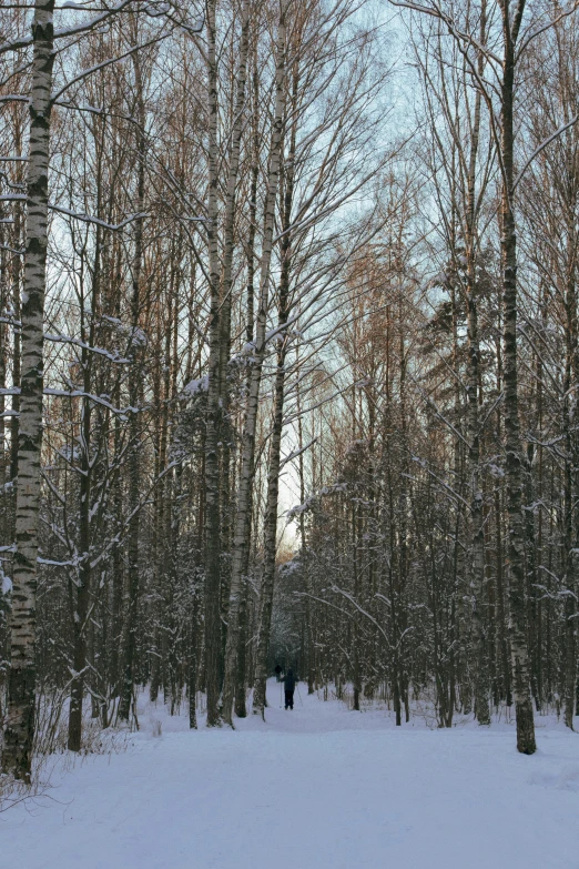 a person riding skis down a snow covered slope, an album cover, inspired by Ivan Shishkin, flickr, heavy birch forest, panorama shot, ((trees)), late afternoon light