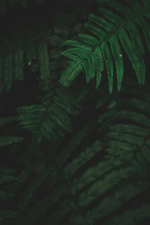 a close up of a fern leaf on a dark background, unsplash contest winner, sumatraism, dense lush forest at night, ((forest))