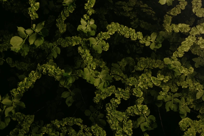 a fire hydrant sitting in the middle of a lush green forest, an album cover, inspired by Elsa Bleda, hurufiyya, an isolated hydrangea plant, magicavoxel cinematic lighting, gold leaves, (night)