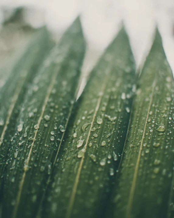 a close up of a leaf with water droplets on it, trending on unsplash, renaissance, in a row, coated pleats, multiple stories, palms