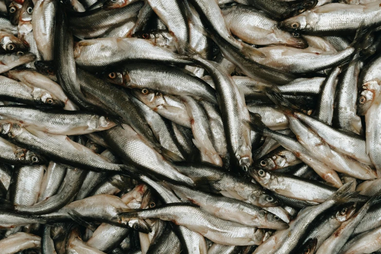 a pile of fish sitting on top of a table, by Carey Morris, trending on pexels, renaissance, swirling schools of silver fish, alessio albi, mullet, 1999 photograph