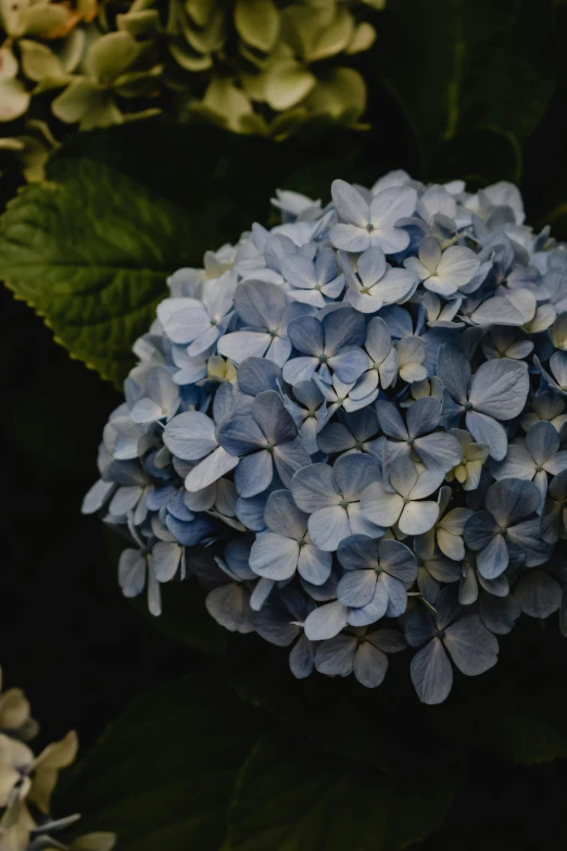 a close up of a bunch of blue flowers, by David Simpson, unsplash, high quality product photo, hydrangea, highly detailed image, mediumslateblue flowers