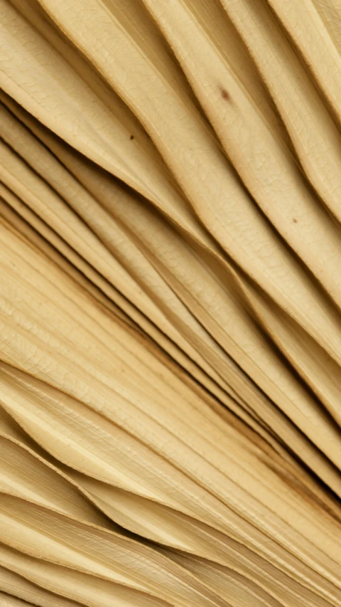 a close up view of the underside of a mushroom, by David Simpson, wood planks, flax, folds, dune