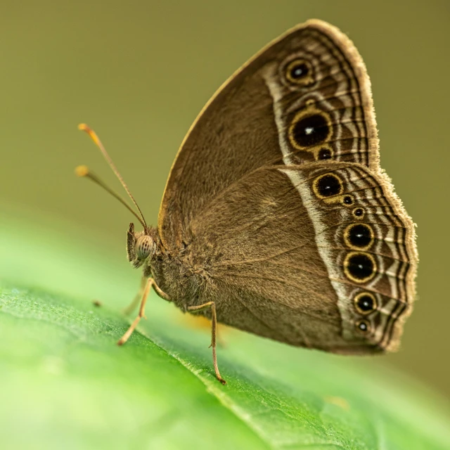a brown butterfly sitting on top of a green leaf, a macro photograph, by Joze Ciuha, eye - level medium - angle shot, grey-eyed, low detailed, small