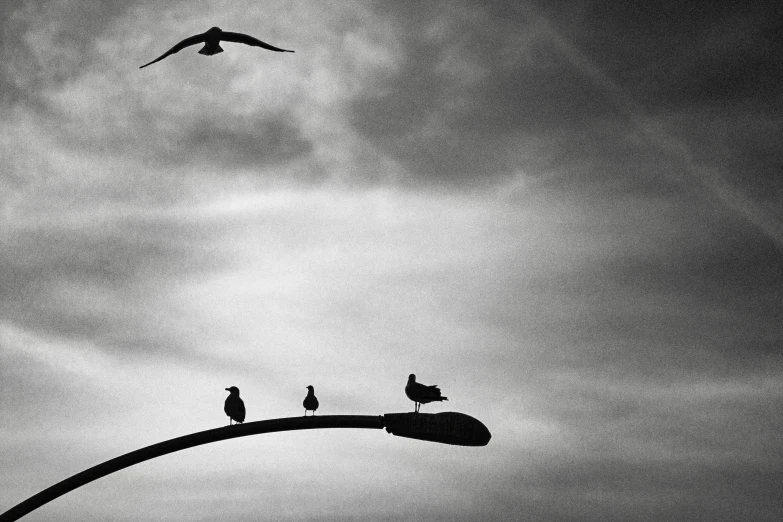 a group of birds sitting on top of a street light, a black and white photo, by Lucia Peka, minimalism, oceanside, square, helicopters and tremendous birds, featured art