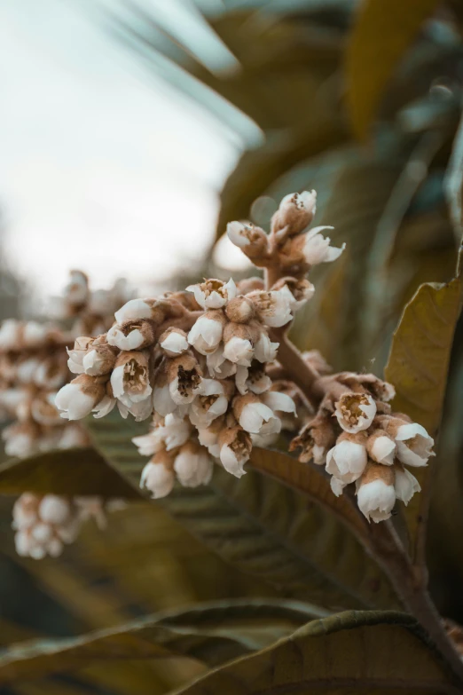 a close up of a bunch of flowers on a tree, browns and whites, pod, tea, multiple stories