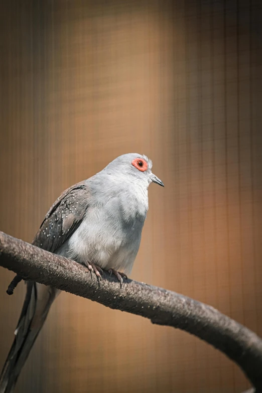 a bird sitting on top of a tree branch, in the zoo exhibit, pale grey skin, dove, birdeye