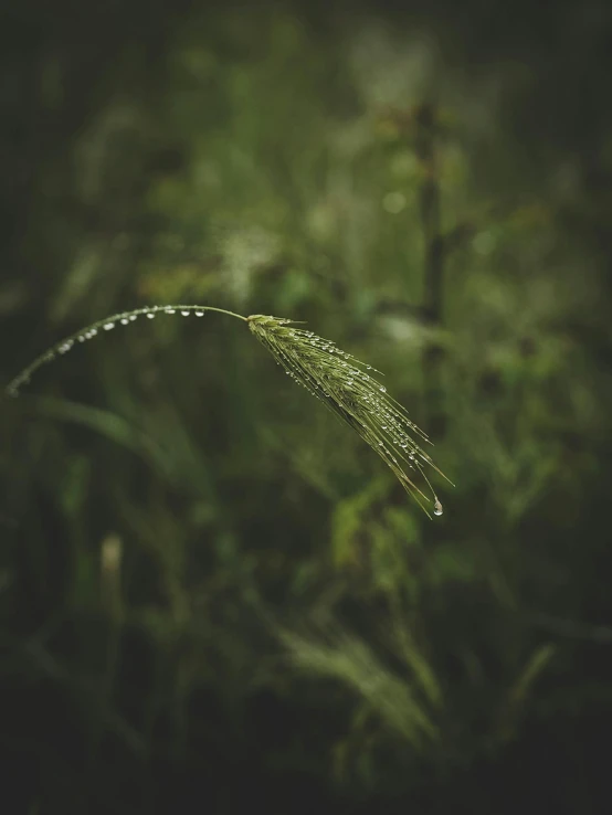 a blade of grass with water droplets on it, inspired by Elsa Bleda, unsplash contest winner, hurufiyya, (((dragonfly))), cinematic. by leng jun, fan favorite, greenish expired film