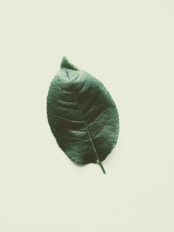 a close up of a leaf on a white surface, an album cover, inspired by Elsa Bleda, trending on unsplash, ignant, nothofagus, profile pic, ilustration