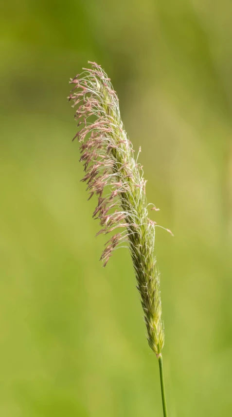 a close up of a grass with a blurry background, a macro photograph, by David Simpson, hurufiyya, a tall, malt, slight bloom, digital image