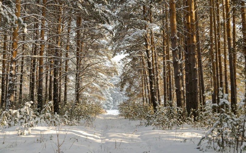 a forest filled with lots of trees covered in snow, inspired by Ivan Shishkin, pexels contest winner, forest plains of north yorkshire, today\'s featured photograph 4k, sunlight glistening, a wooden