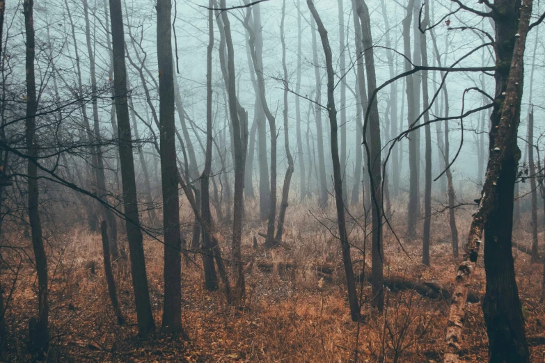 a forest filled with lots of tall trees, an album cover, inspired by Elsa Bleda, unsplash contest winner, dense ground fog, autumn bare trees, ((forest))