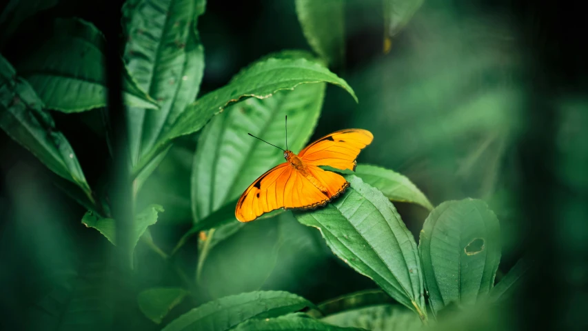 a close up of a butterfly on a leaf, pexels contest winner, hurufiyya, orange color tone, placed in a lush forest, avatar image