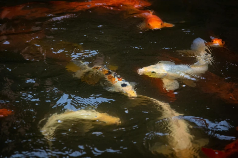 a group of koi fish swimming in a pond, by Daniel Seghers, pexels contest winner, process art, medium format. soft light, 🦩🪐🐞👩🏻🦳, shades of gold display naturally, geometrically realistic